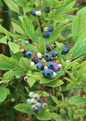 泰安市蓝莓图片价格种植技术厂家供应蓝莓图片价格种植技术，新品种蓝莓效益