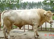 供应山西畜牧养殖种牛西门塔尔牛，肉牛养殖场如何科学养殖肉牛图片