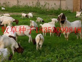 供应辽阳市养羊牧草种子 紫花苜蓿种子价格全国最低价格销售