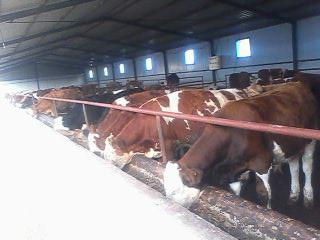 供应西门塔尔牛300-500斤肉牛犊