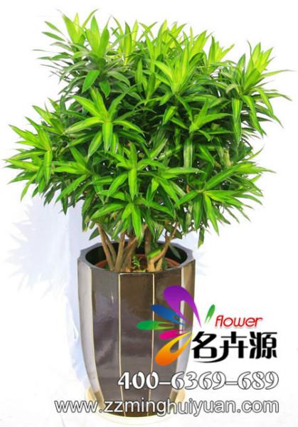 供应百合竹的养护与管理