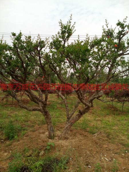 供应安徽石榴树，安徽石榴树苗价格，安徽石榴树热销图片