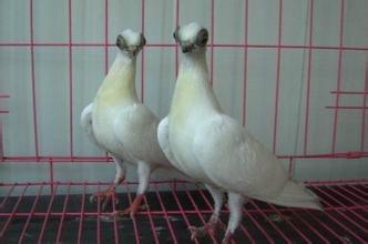新疆哪里有出售特别观赏鸽的元宝鸽价格多少钱一对头型鸽图片