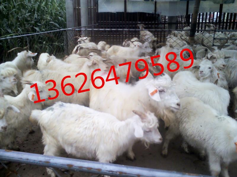 供应白山羊价格，白山羊羔羊，白山羊羔羊价格图片