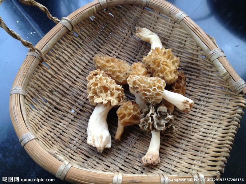 重庆野生红菇多少钱一斤批发