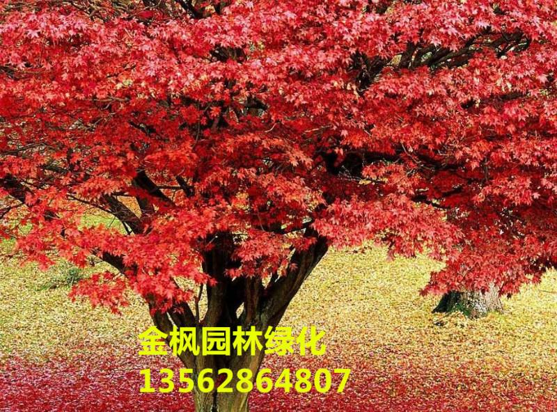供应日本红枫树苗，日本红枫树苗价格，日本红枫树苗多少钱