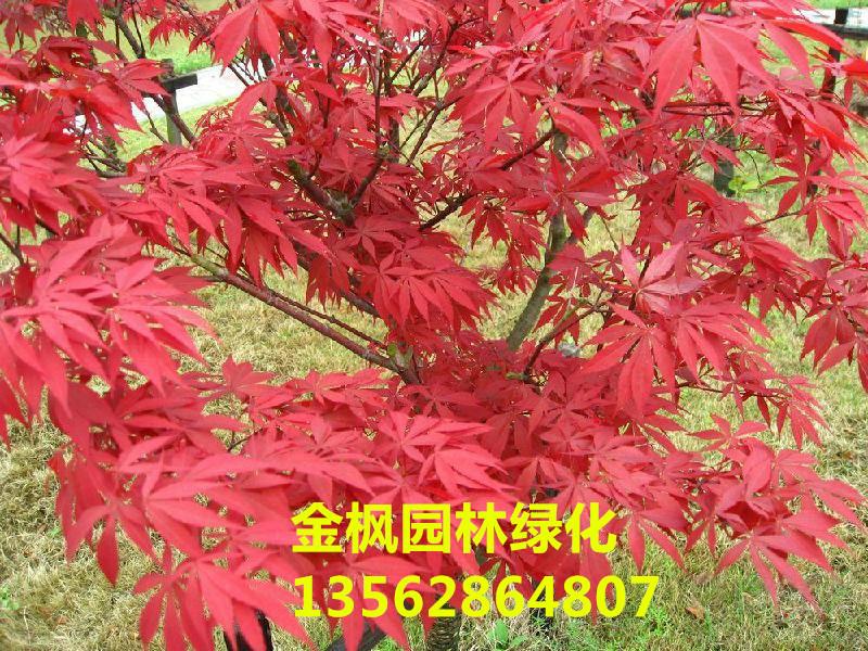 日本红枫价格批发
