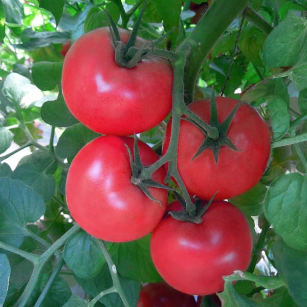供应卡西欧——番茄种子图片
