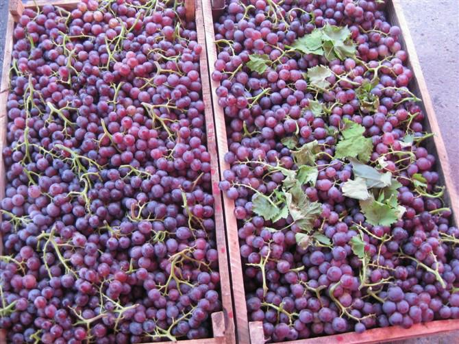 潍坊市大批量供应玫瑰香葡萄厂家供应大批量供应玫瑰香葡萄