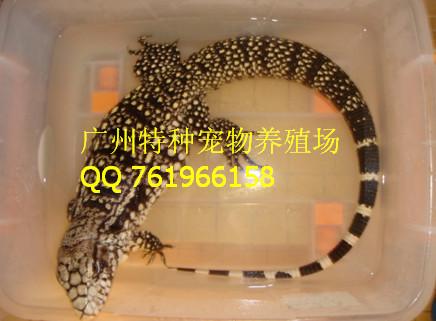 供应广东广州鳄鱼养殖技术场地/鳄鱼苗供应商