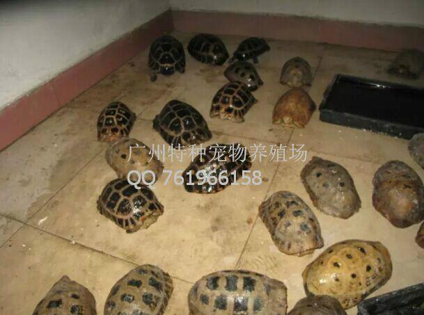 供应缅甸陆龟苗批发/缅甸陆龟图片库/最便宜的象龟缅甸陆龟