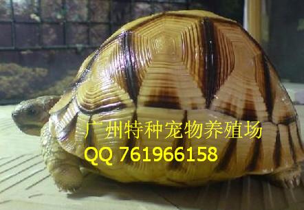 广州乌龟养殖场批发