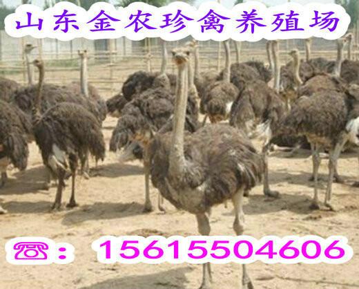 供应鸵鸟苗价格湖北广东鸵鸟养殖场