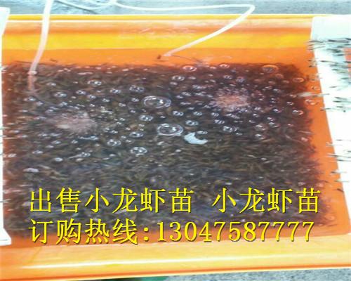 供应龙虾苗养殖龙虾苗多少钱一斤