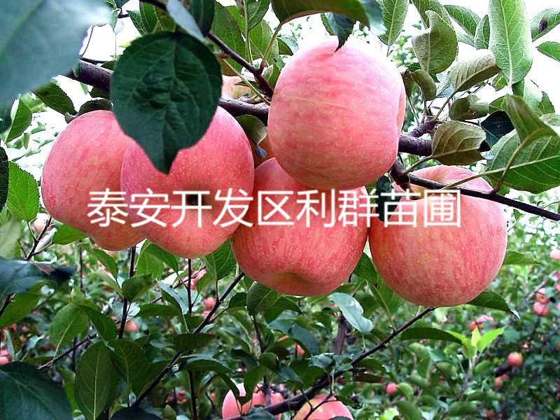 泰安市苹果实生苗厂家