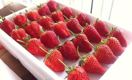 供应甜宝草莓苗价格、 脱毒甜宝草莓苗批发、山西草莓苗价格