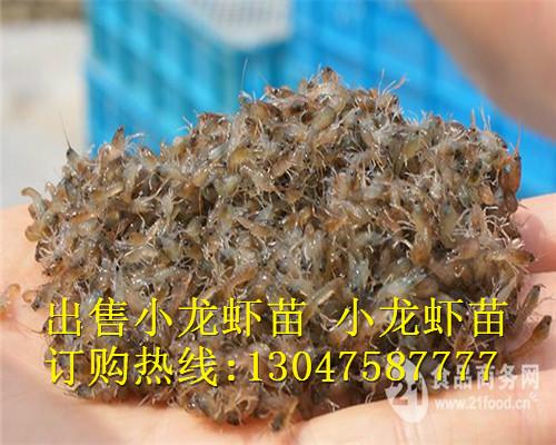 供应安徽龙虾苗养殖技术龙虾苗多少钱