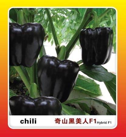 供应盛-奇黑美人F1甜椒种子/黑色辣椒种子/特色蔬菜种子图片