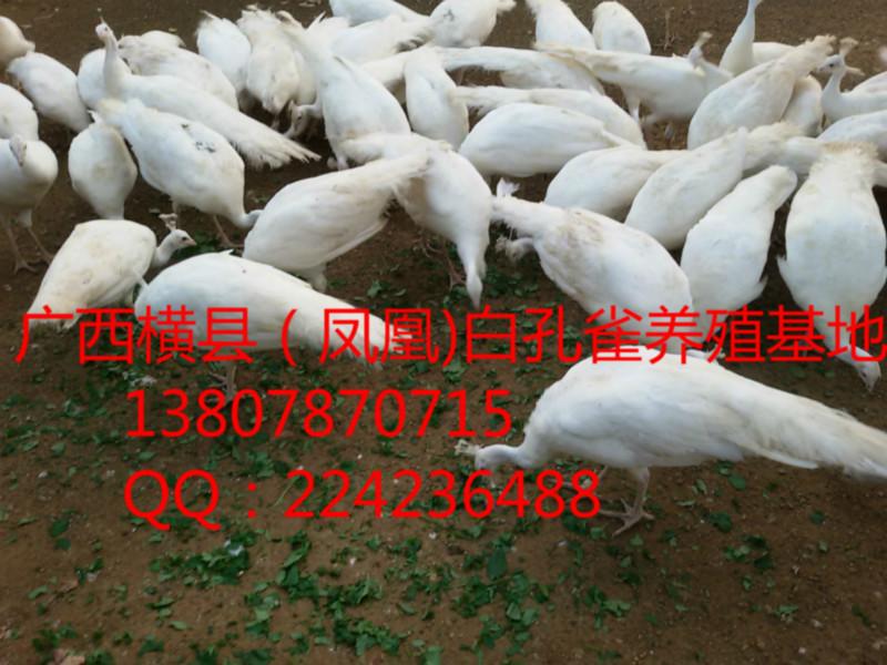 广西孔雀/广西南宁蓝孔雀养殖场||广西孔雀养殖基地