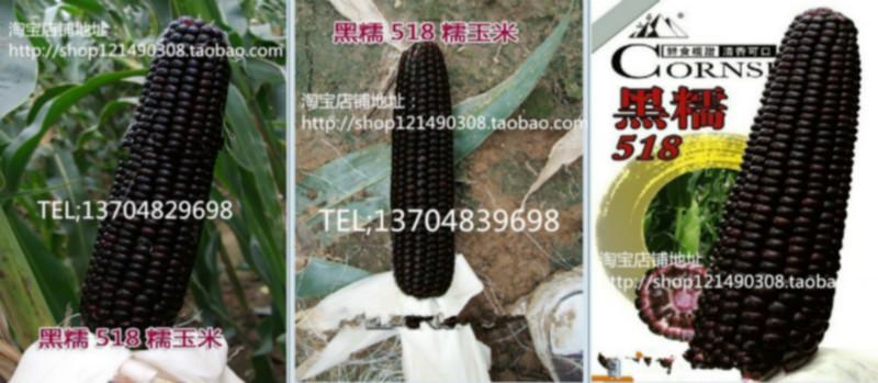 供应高微量元素的奇山黑甜糯518玉米种奇山黑甜糯518玉米种子图片