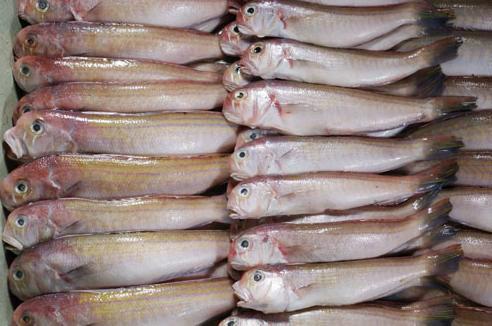 供应正品进口冷冻马加鱼价格保证供货上门