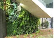 广州市垂直绿化植物墙厂家供应垂直绿化植物墙