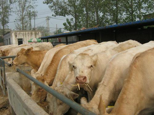 2015鲁西黄牛肉牛养殖批发价格图片