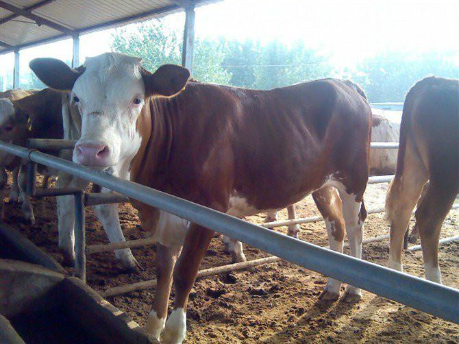 山东养殖场长期提供纯种海福特牛
