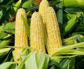 河南优质甜玉米生产基地供应商批发