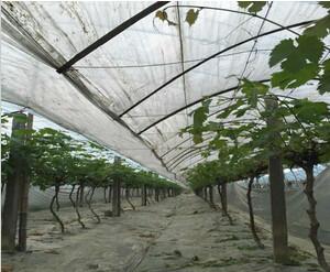 供应益阳渡锌管温室大棚8m超大葡萄园　