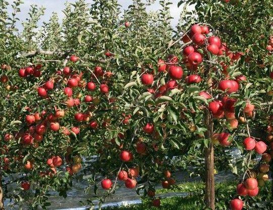 供应苹果树苗木出售各种规格各种品种优质苹果树苗木批发