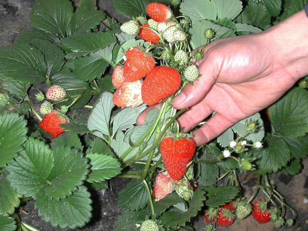 供应山东草莓苗高品质、高质量成活率高草莓苗优质草莓苗山东草莓苗图片