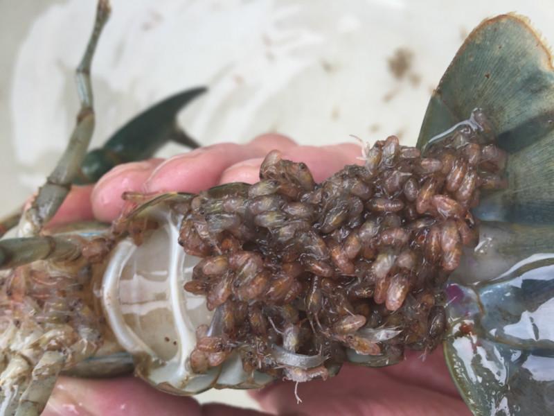 澳洲淡水龙虾苗