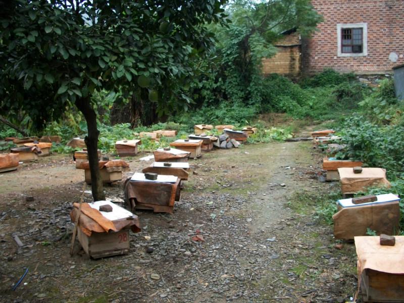 供应用于的广西养蜂场中华蜜蜂蜂王地址可靠