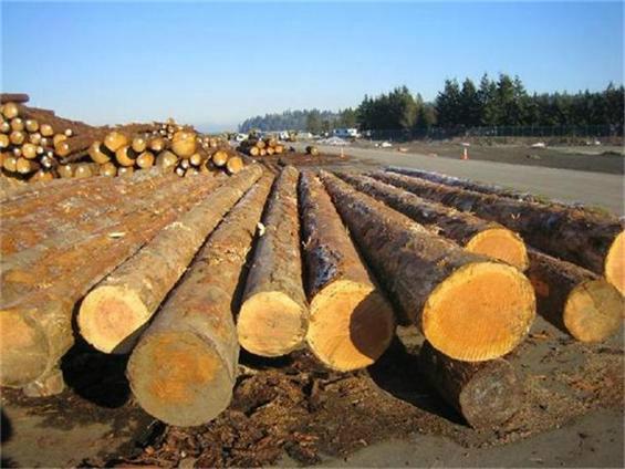 大连哪家公司可以代理木材进口报关批发