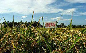 黑龙江齐齐哈尔市出售玉米大豆高粱批发