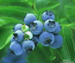 森冉生物网络热销蓝莓提取物供应森冉生物网络热销蓝莓提取物  蓝莓粉
