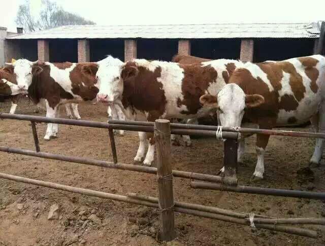 供应吉林改良品种小公牛小母牛