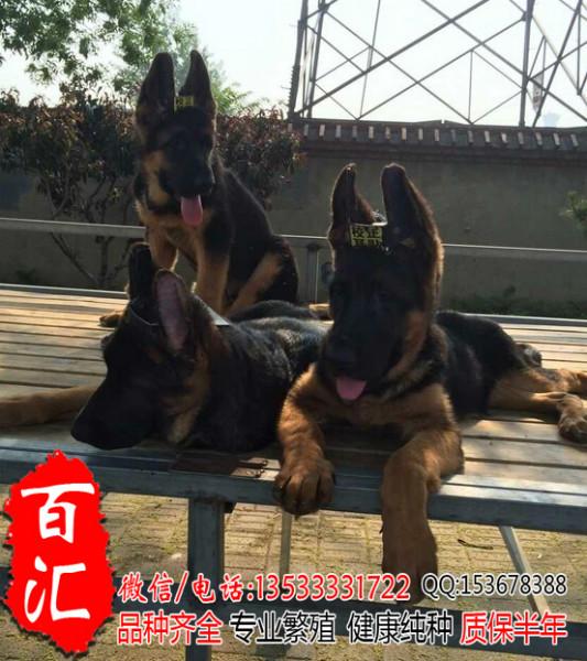 广州哪里有卖纯种德牧幼犬批发