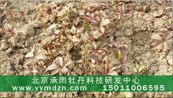 供应用于牡丹种植的高产量的凤丹种苗厂家直供