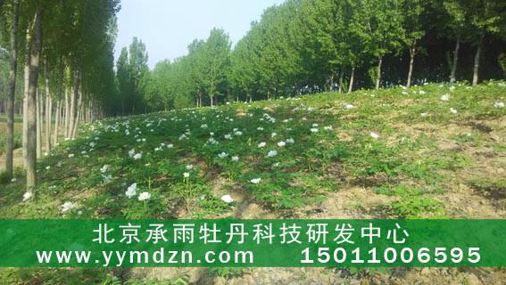 北京市厂家大量销售多年生油用凤丹苗厂家供应用于牡丹油的厂家大量销售多年生油用凤丹苗