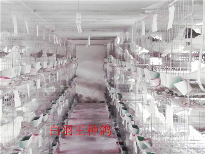 山东最大的肉鸽养殖场种鸽观赏鸽养批发